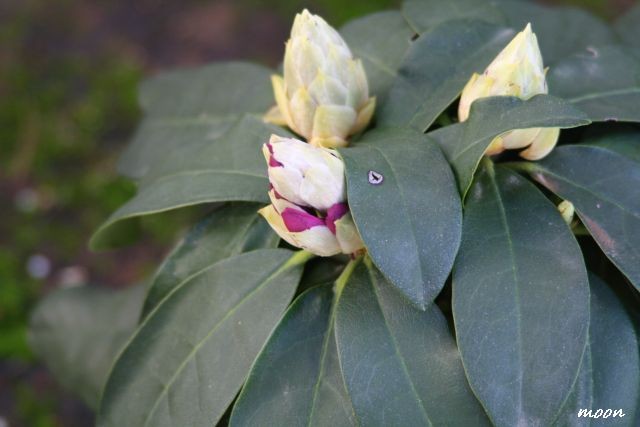 rododendron alfred